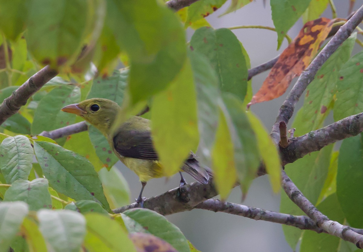 アカフウキンチョウ - ML642946239