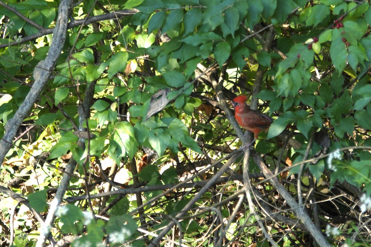 ショウジョウコウカンチョウ - ML642946244