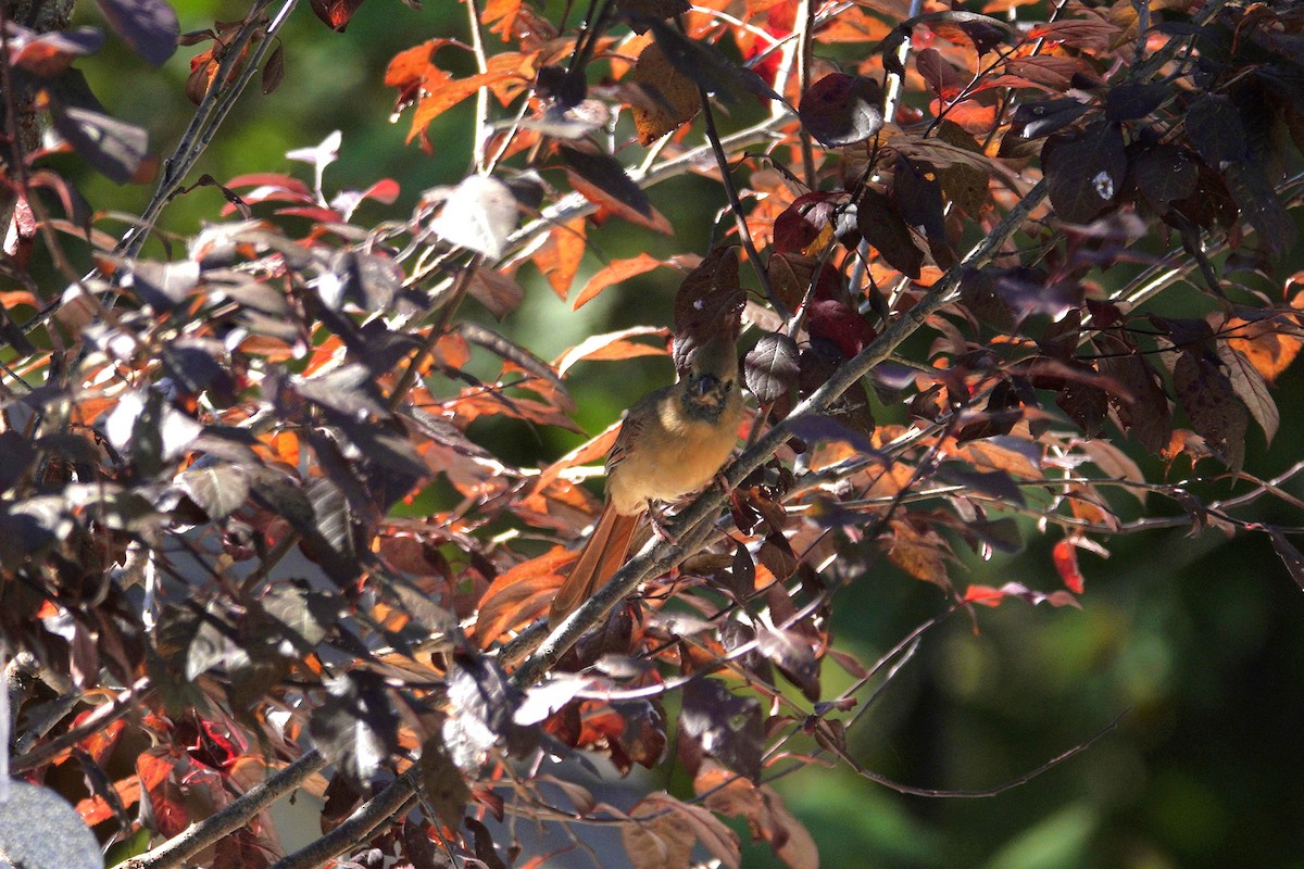 ショウジョウコウカンチョウ - ML642946246