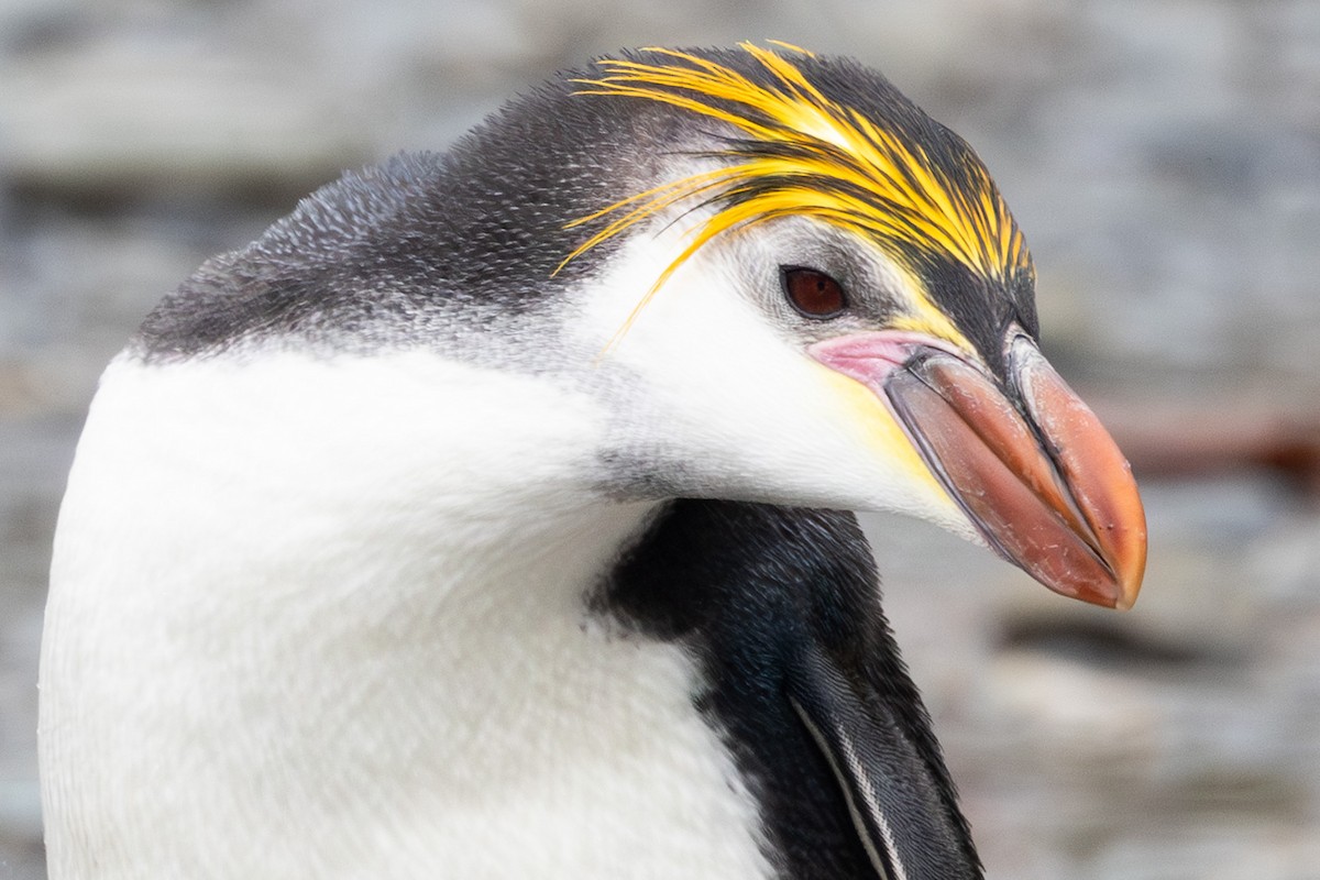ロイヤルペンギン - ML642946253