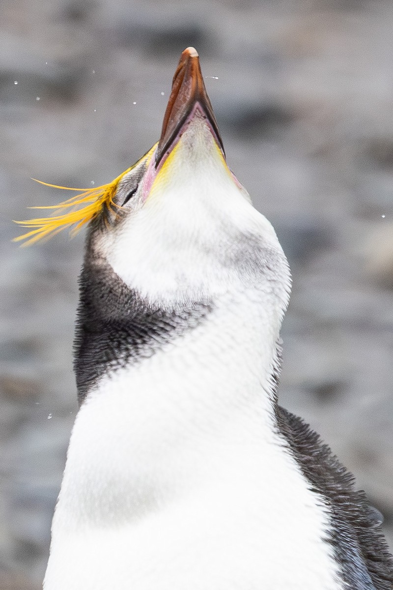 ロイヤルペンギン - ML642946254