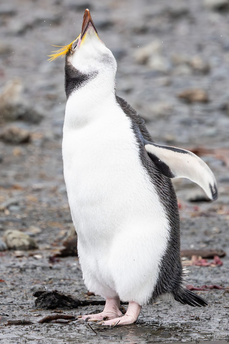 ロイヤルペンギン - ML642946256