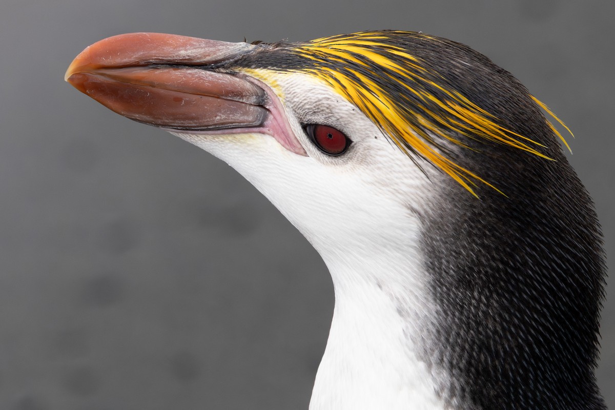 Royal Penguin - ML642946257