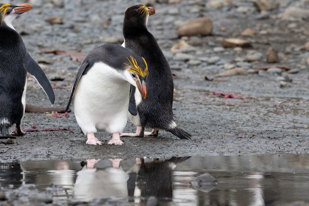 Royal Penguin - ML642946259