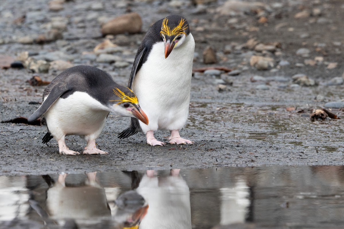 Royal Penguin - ML642946260