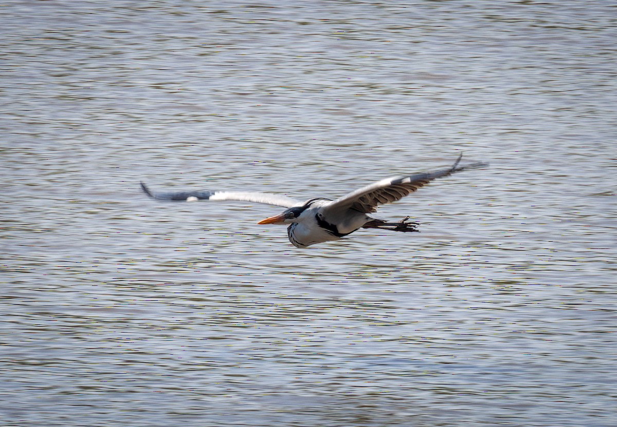 Cocoi Heron - ML642946272