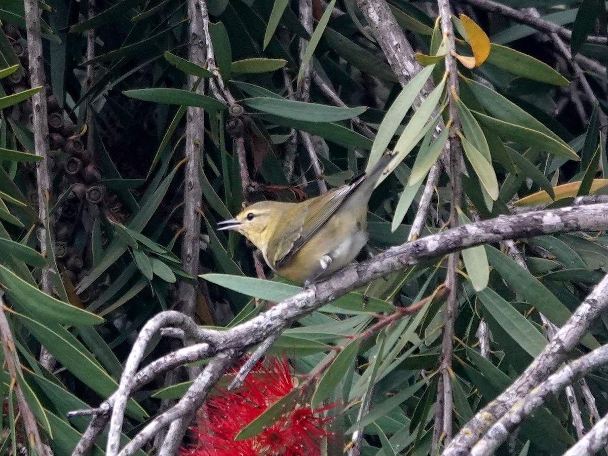 Tennessee Warbler - ML642946278