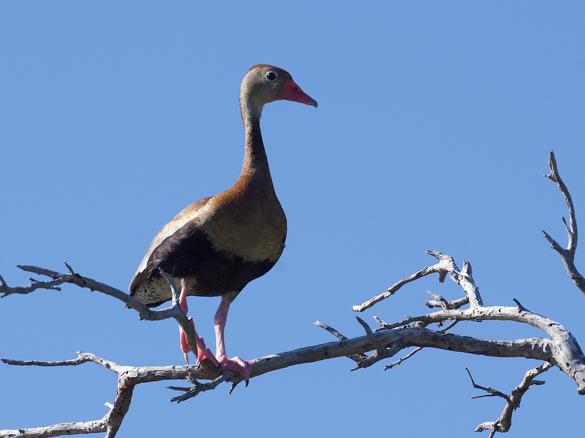 Black-bellied Whistling-Duck - ML642946284