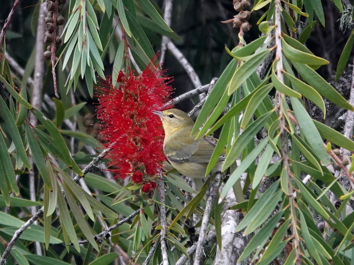 Tennessee Warbler - ML642946288