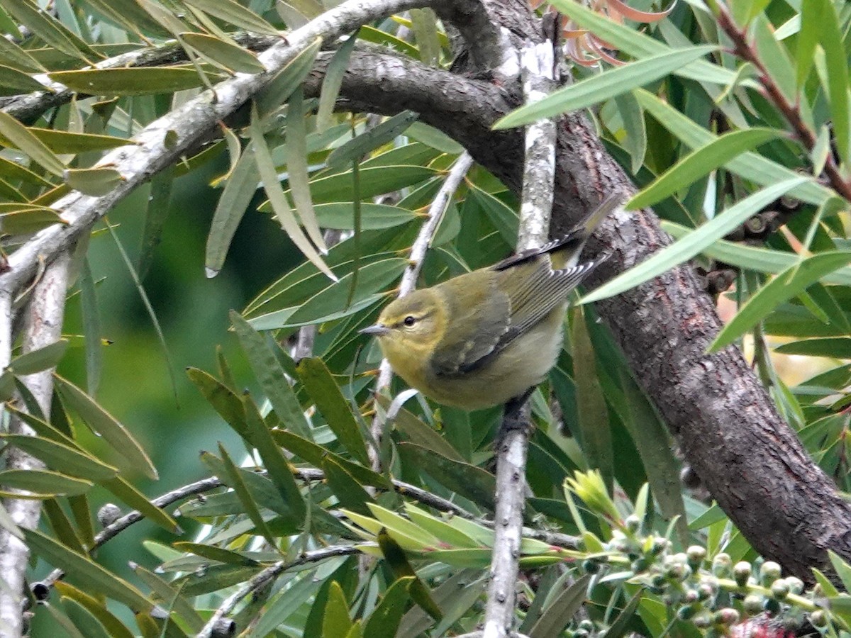 Tennessee Warbler - ML642946291