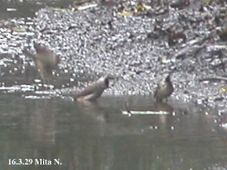 Taiwan Yuhina - ML642946293