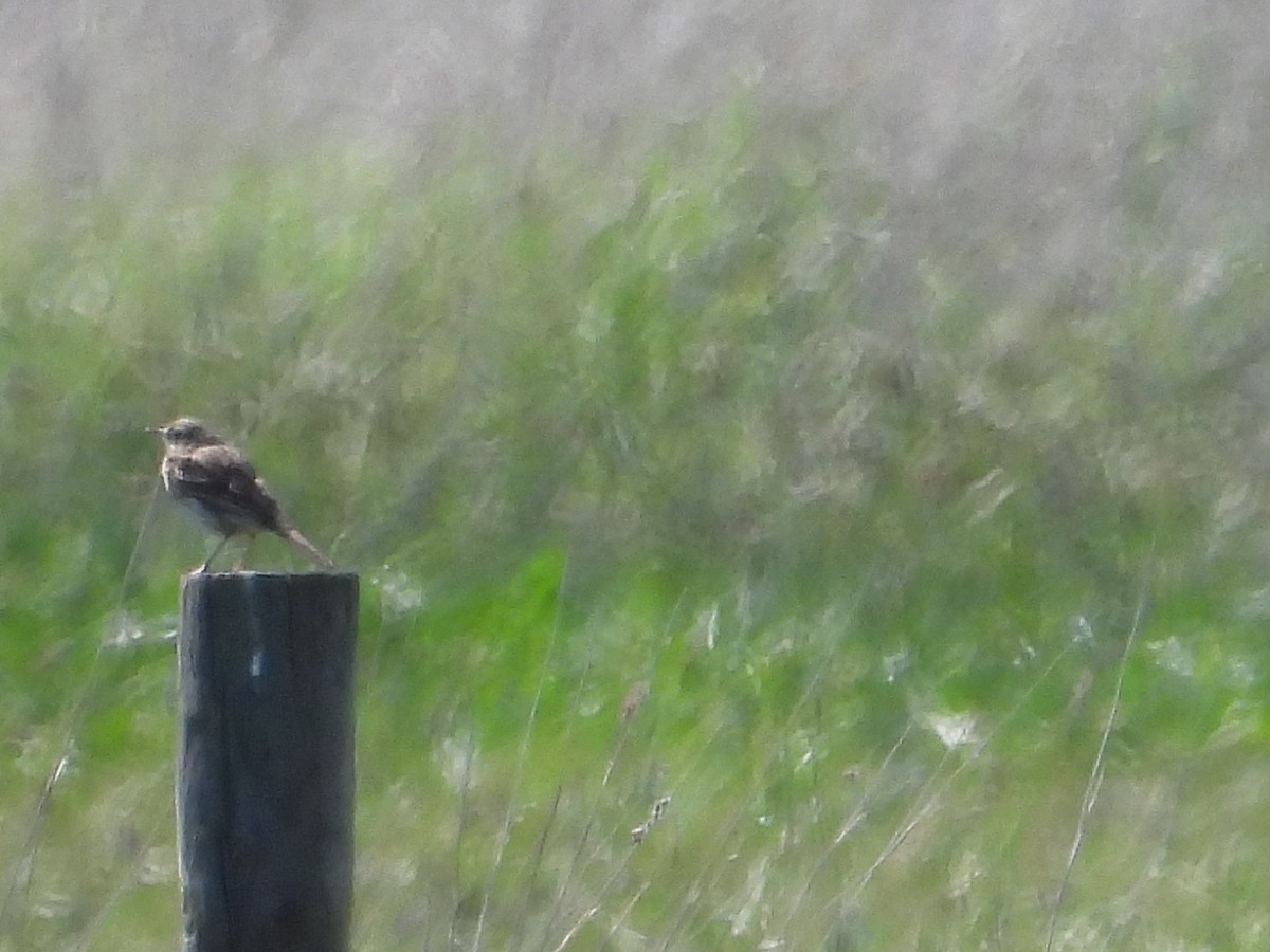 Australian Pipit - ML642946304