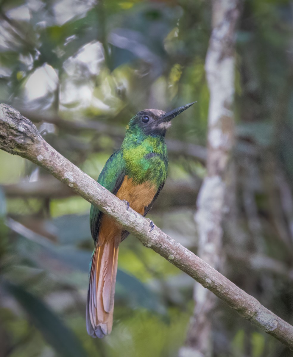 White-chinned Jacamar - ML642946311