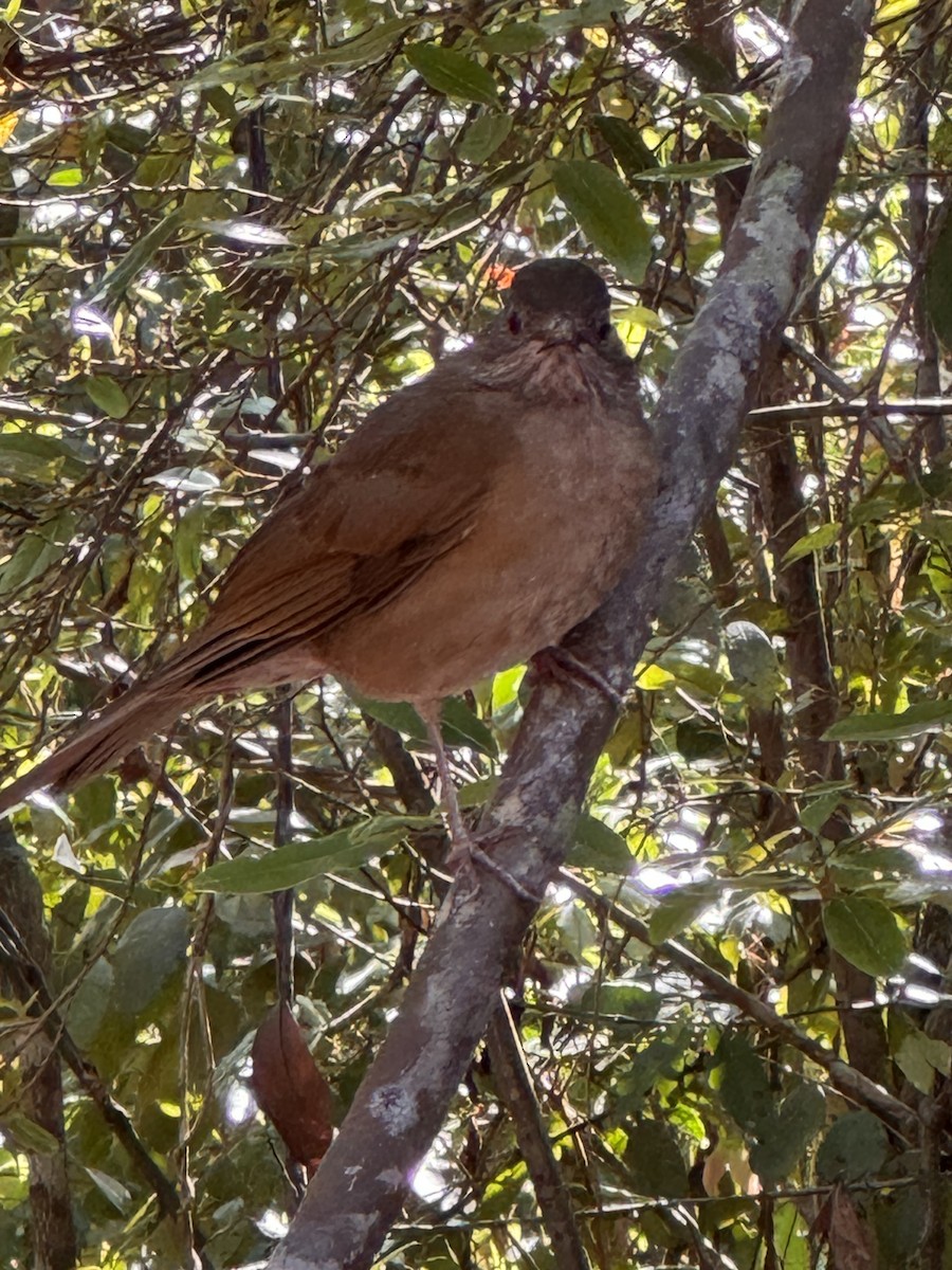 Pale-breasted Thrush - ML642946317