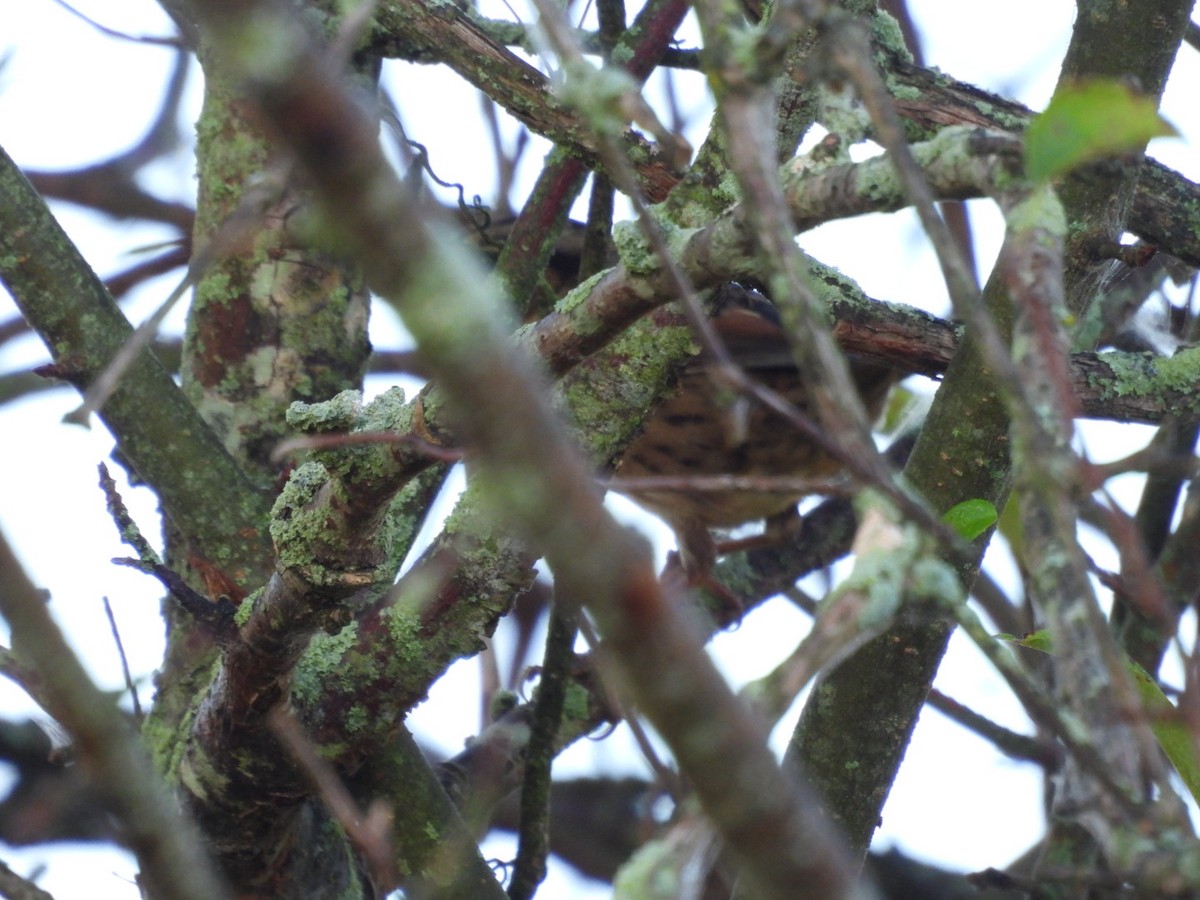 Swamp Sparrow - ML642946320