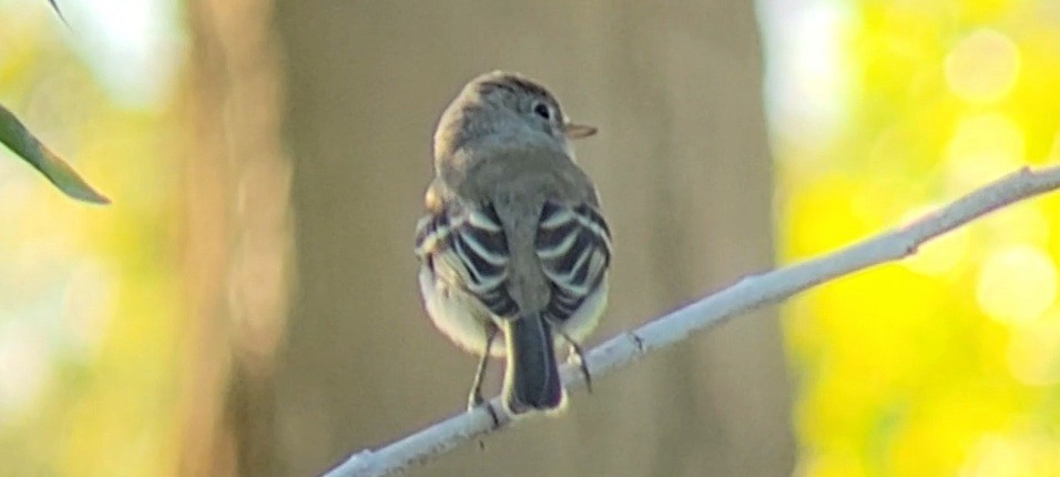 Gray Flycatcher - ML642946321
