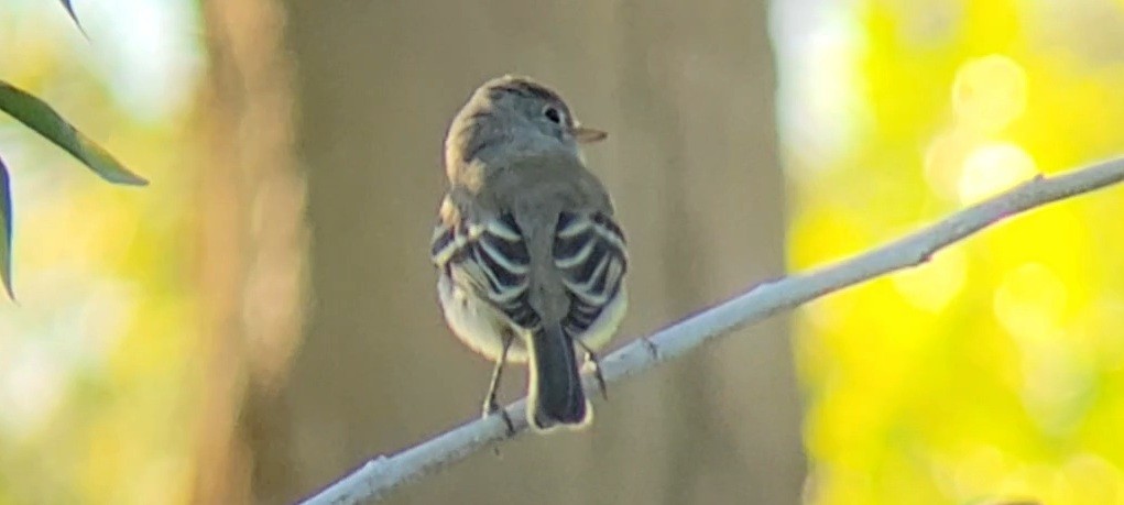 Gray Flycatcher - ML642946322