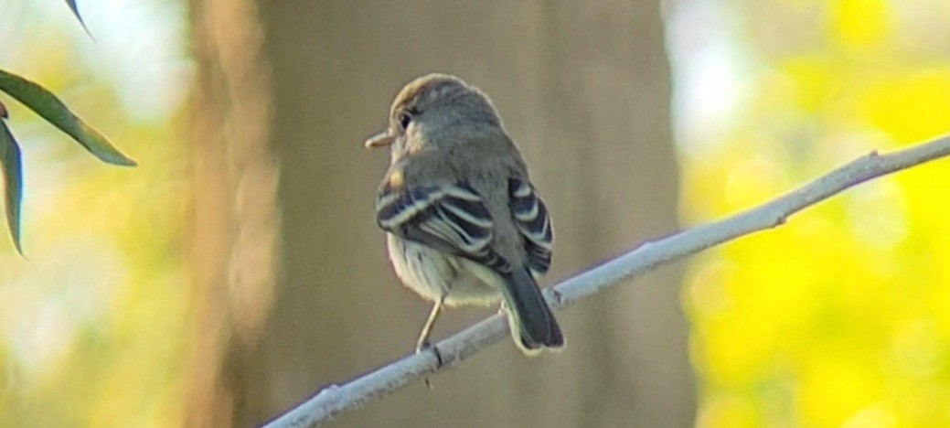 Gray Flycatcher - ML642946323