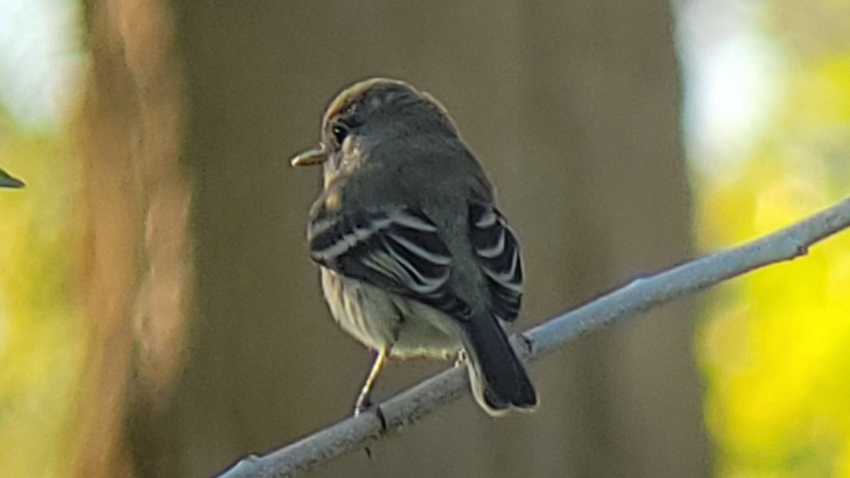Gray Flycatcher - ML642946324