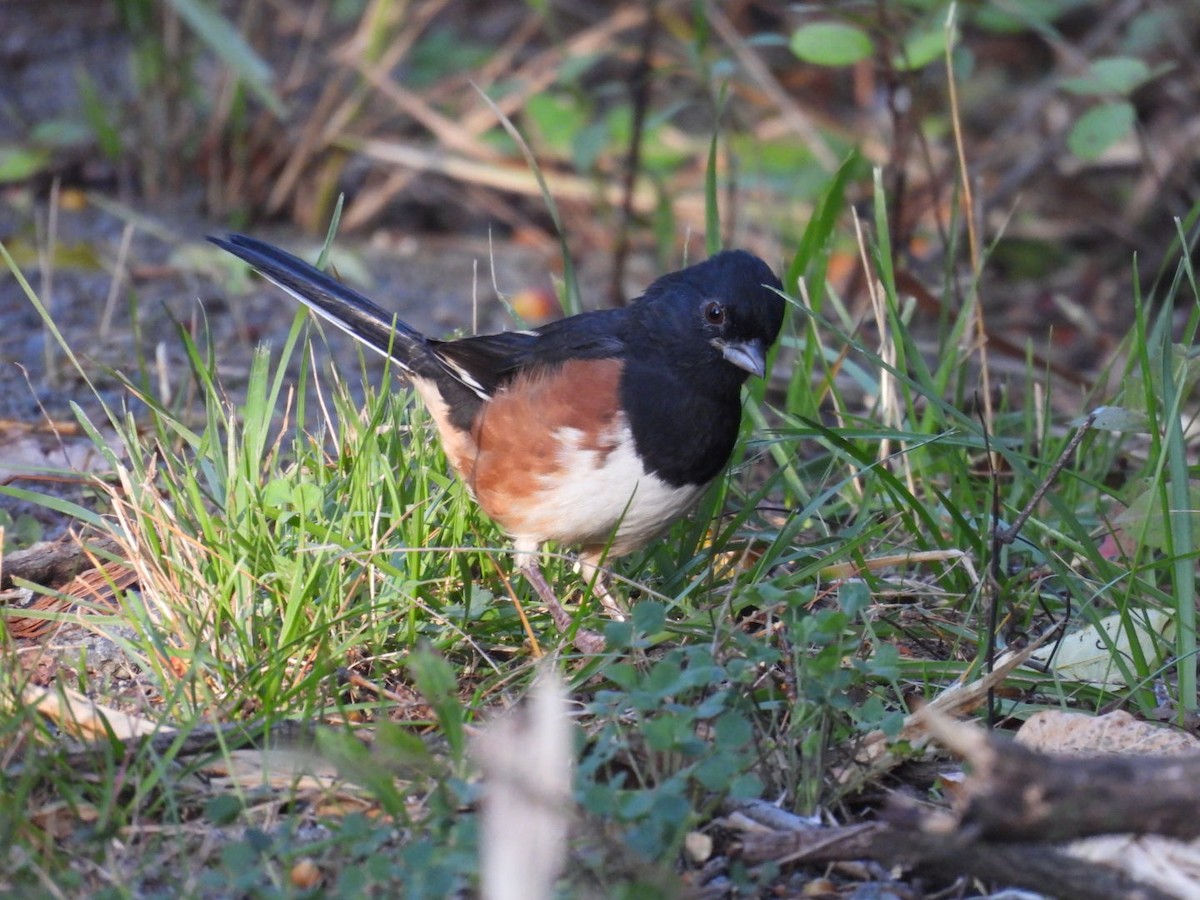 ワキアカトウヒチョウ - ML642946330