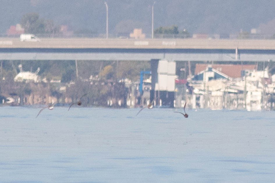 American Golden-Plover - ML642946338