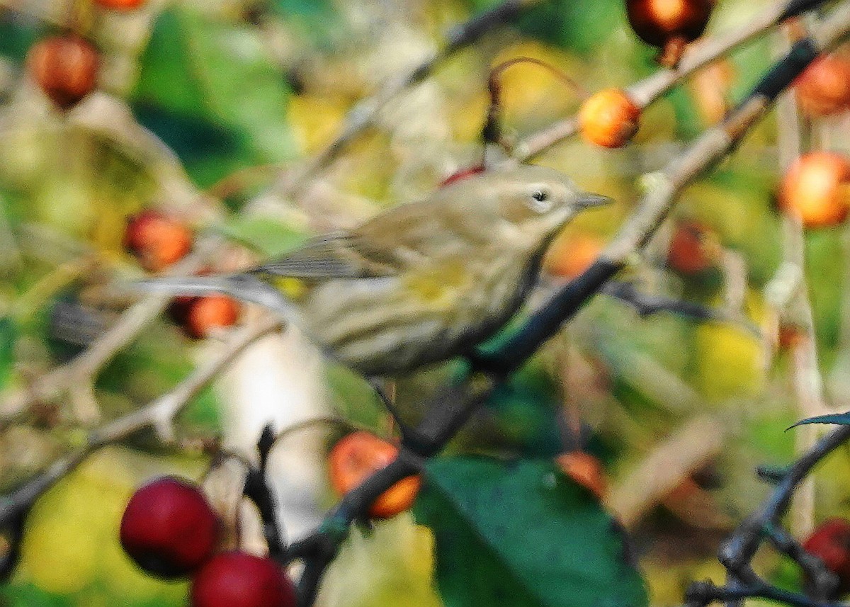 Yellow-rumped Warbler (Myrtle) - ML642946353