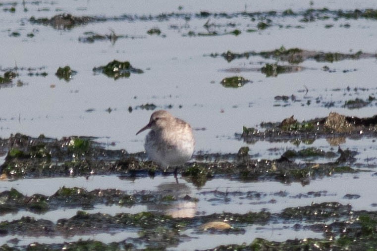White-rumped Sandpiper - ML642946366