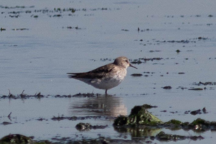 White-rumped Sandpiper - ML642946367