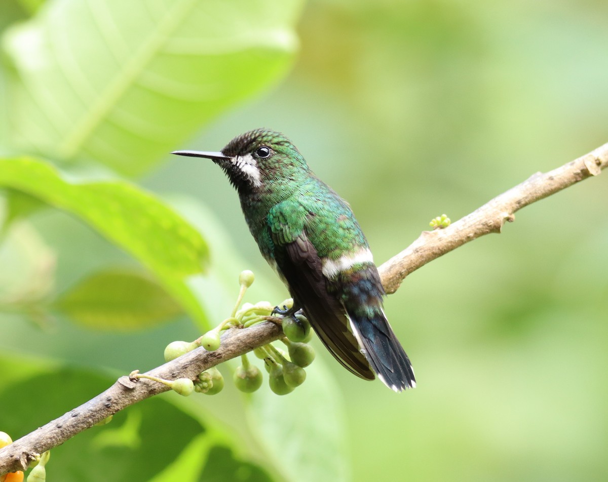 Green Thorntail - ML642946368