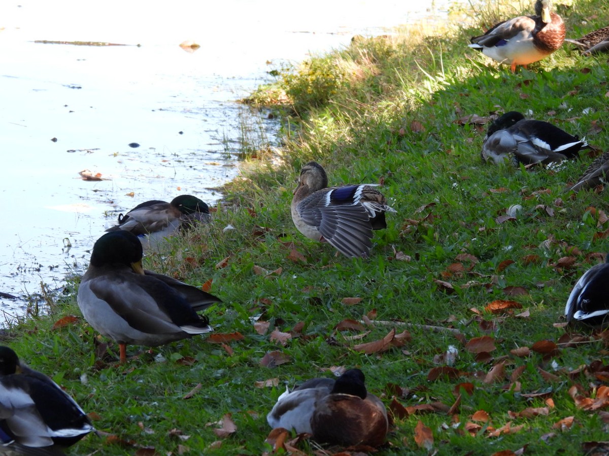 Зэрлэг нугас - ML642946378