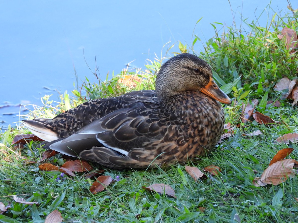 Зэрлэг нугас - ML642946379