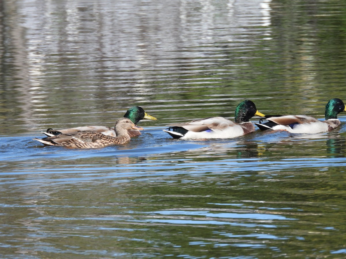 Зэрлэг нугас - ML642946380