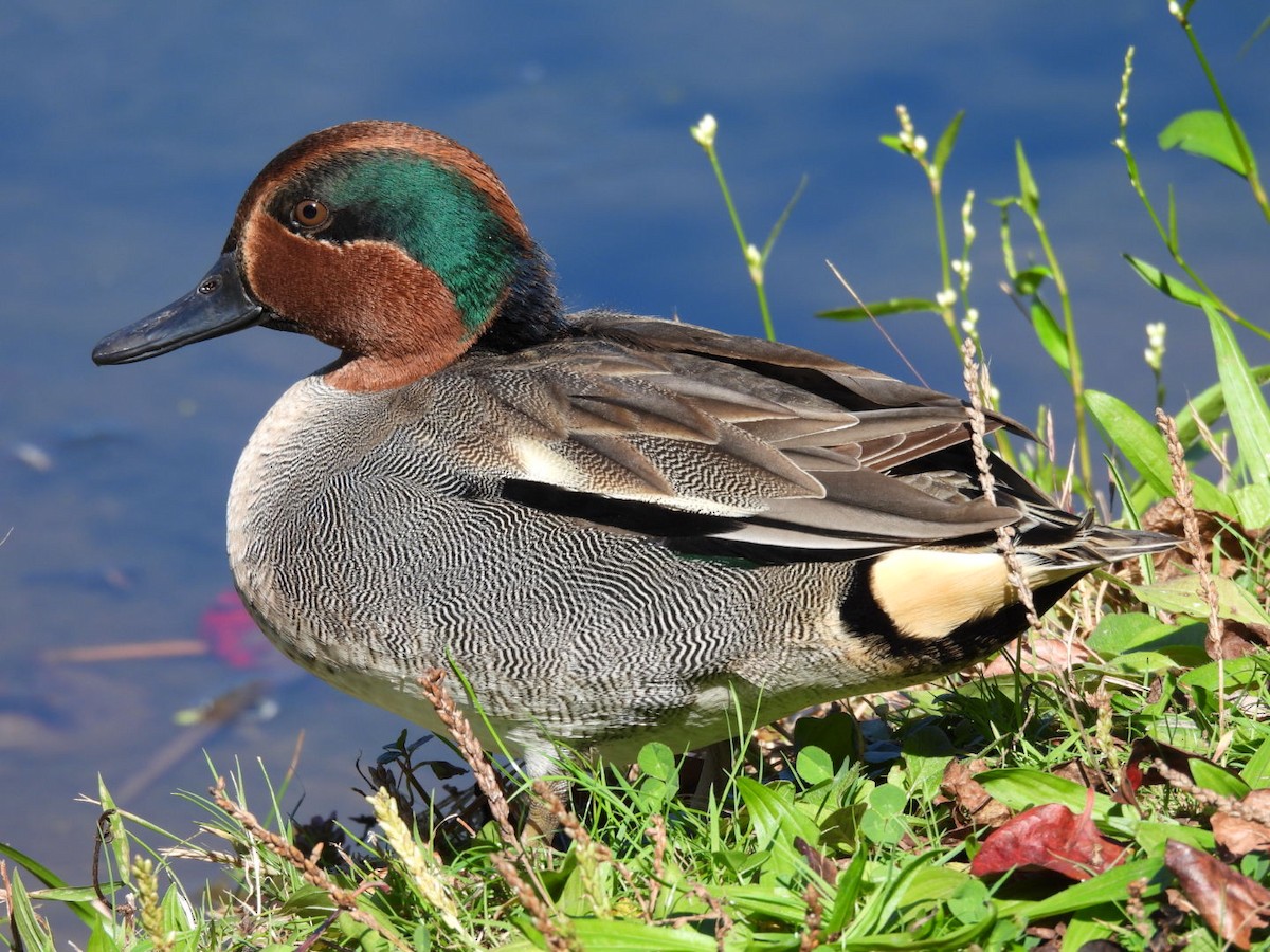 Ногоохон нугас - ML642946381