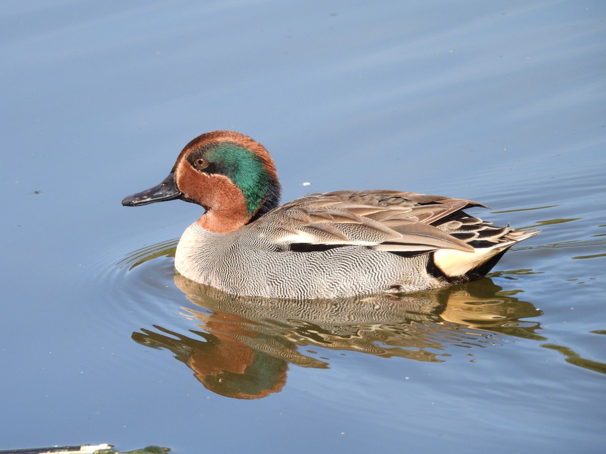 Ногоохон нугас - ML642946382