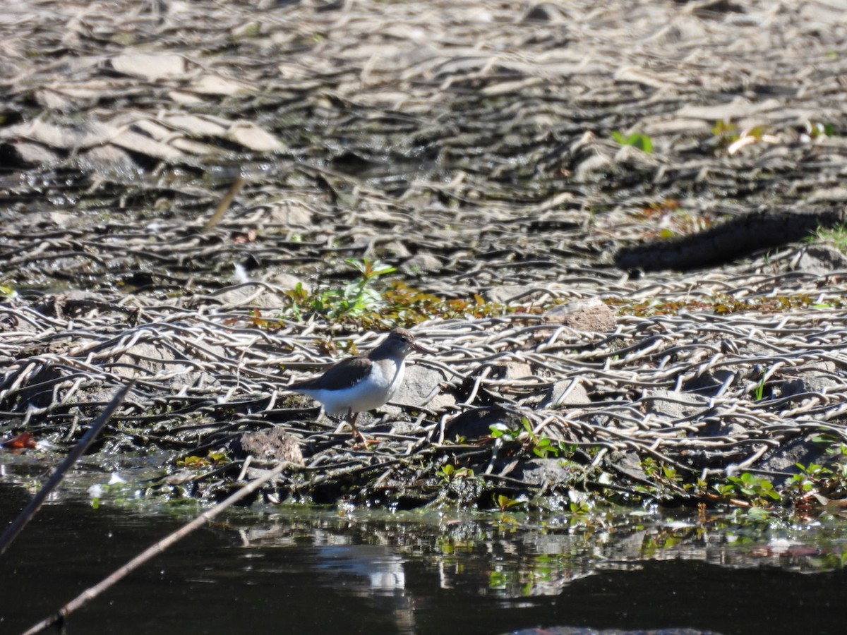 Spotted Sandpiper - ML642946386