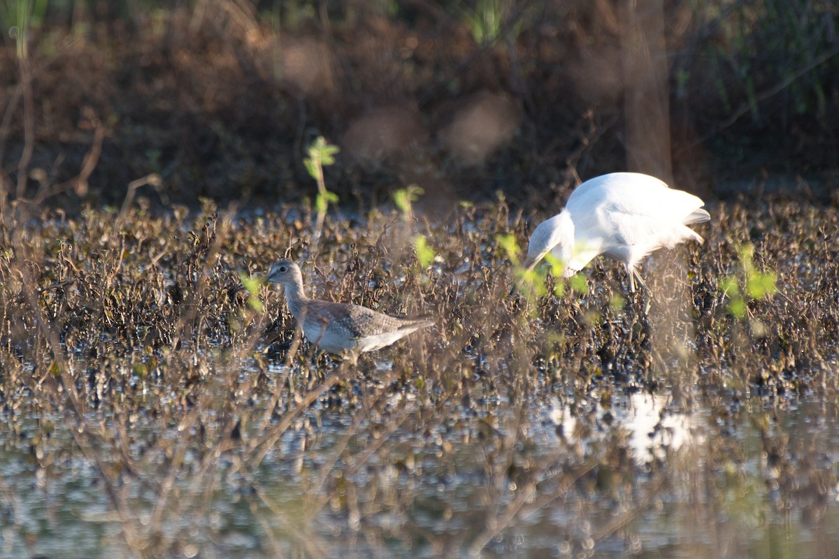 plystresnipe - ML642946390