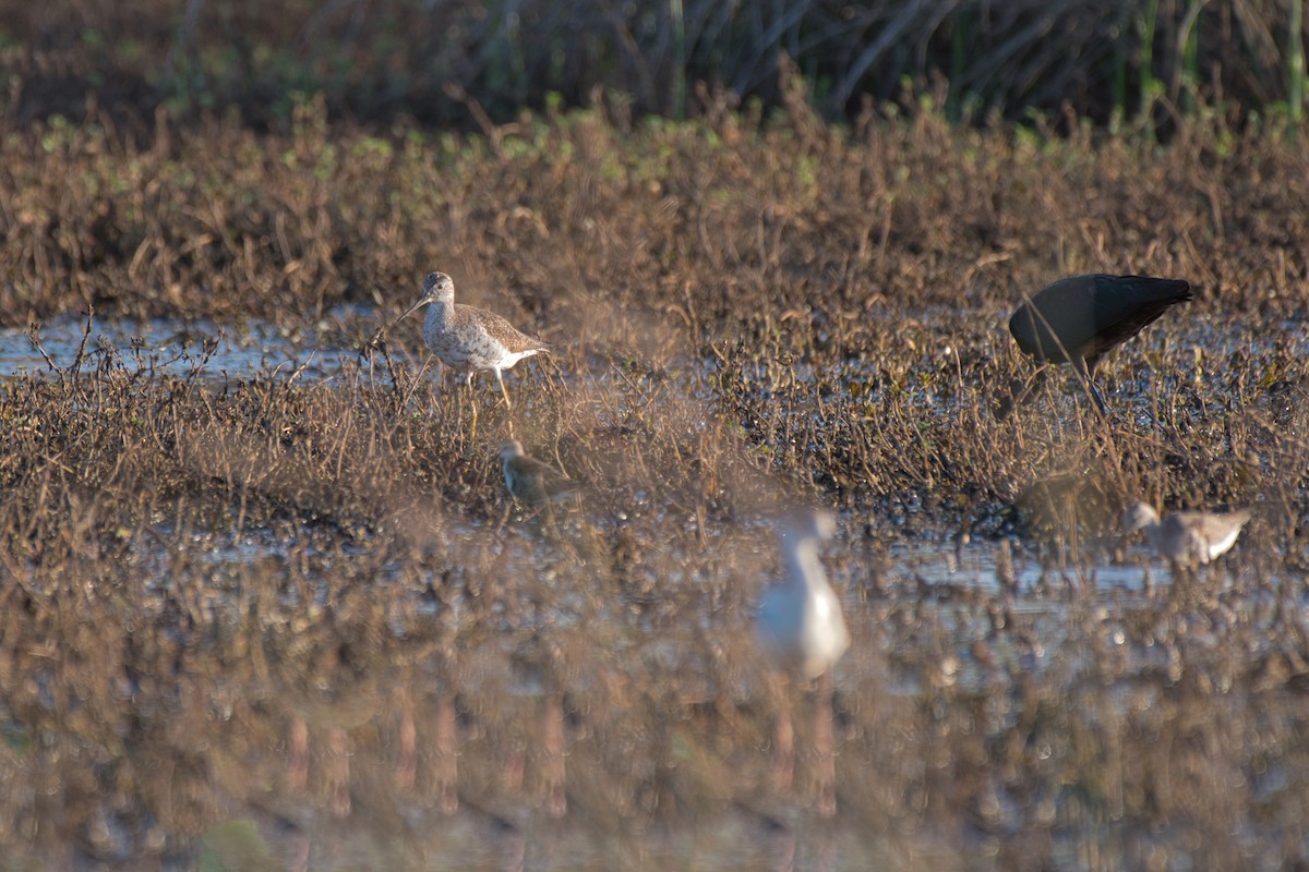 plystresnipe - ML642946391