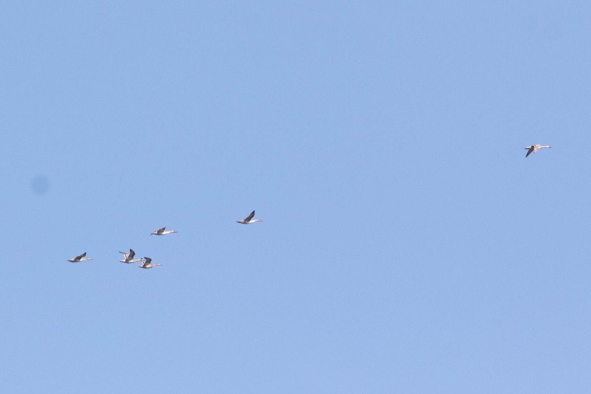 Northern Pintail - ML642946408