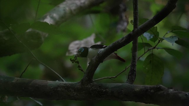 Visayan Broadbill - ML642946410