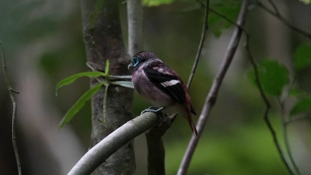 Visayan Broadbill - ML642946411