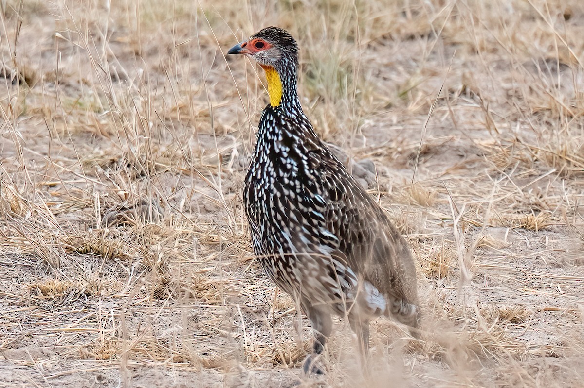 gulstrupefrankolin - ML642946418