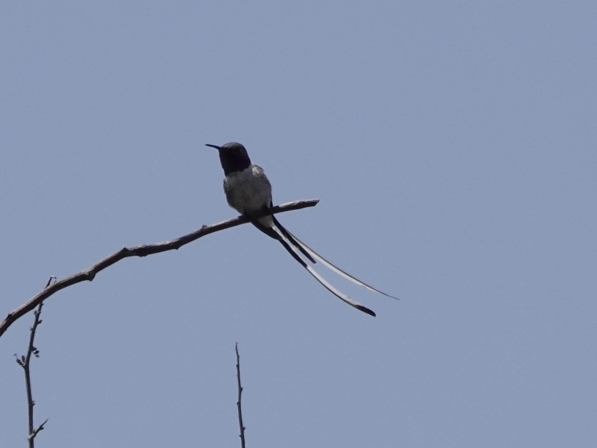 pinsettkolibri - ML642946421