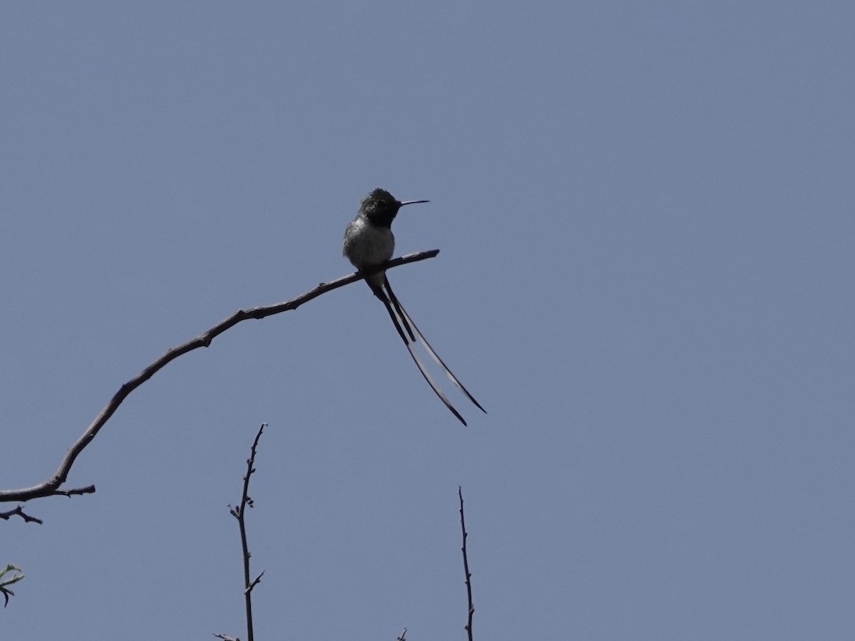 pinsettkolibri - ML642946422
