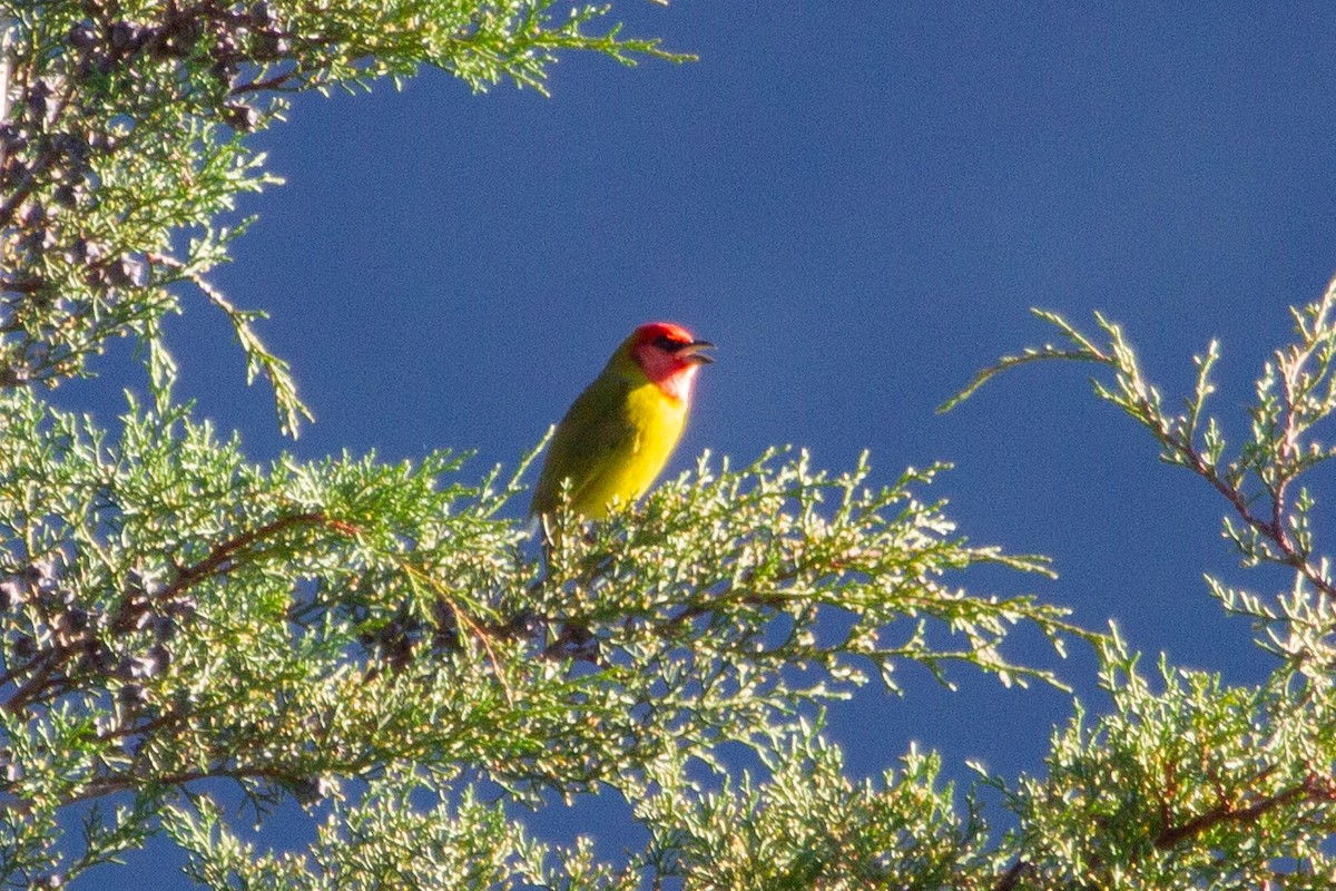 Red-headed Tanager - ML642946423