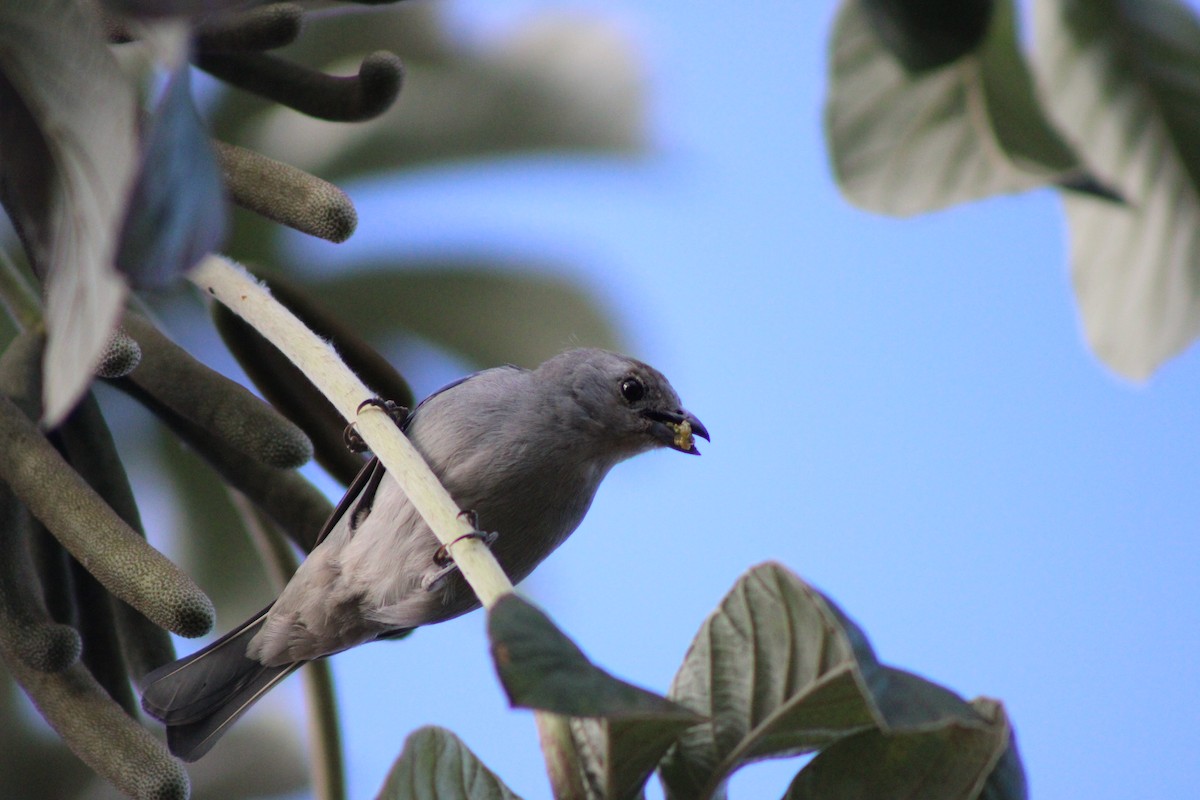 Sayaca Tanager - ML642946432