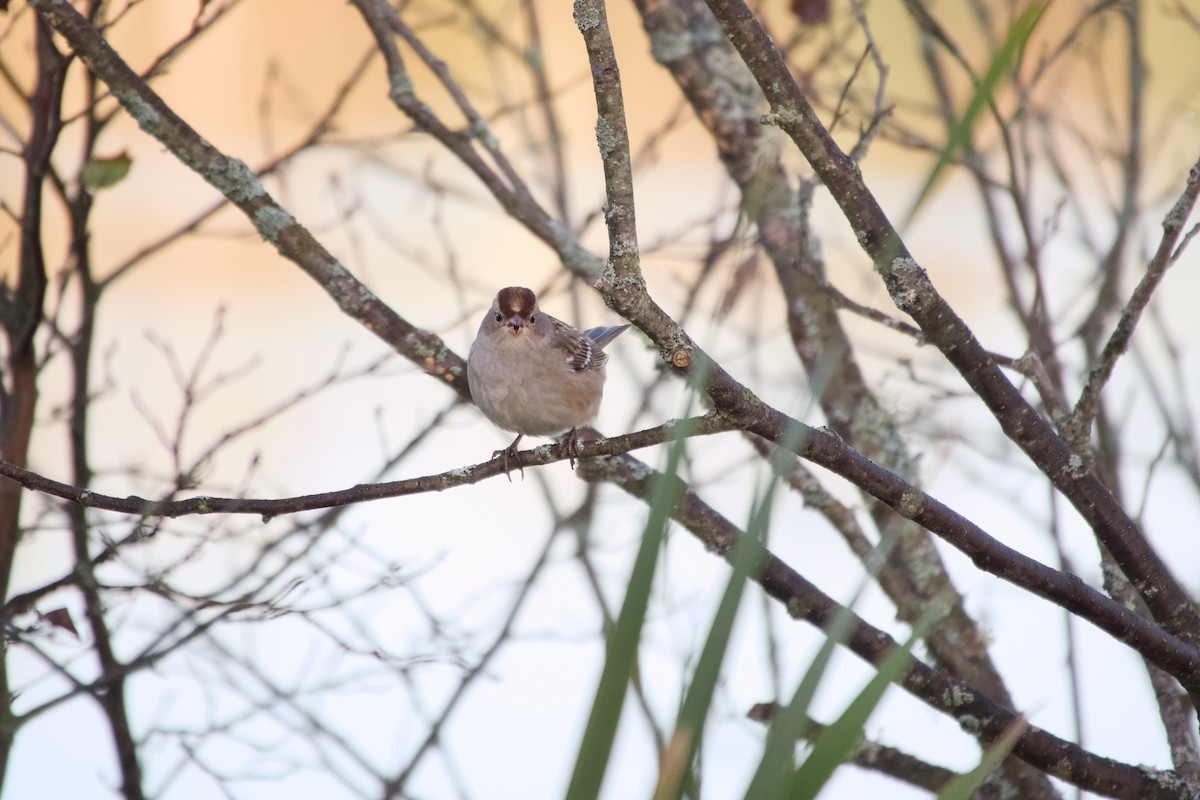 White-crowned Sparrow - ML642946442
