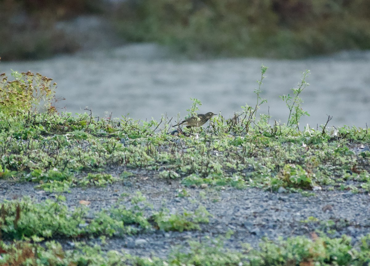 American Pipit - ML642946457