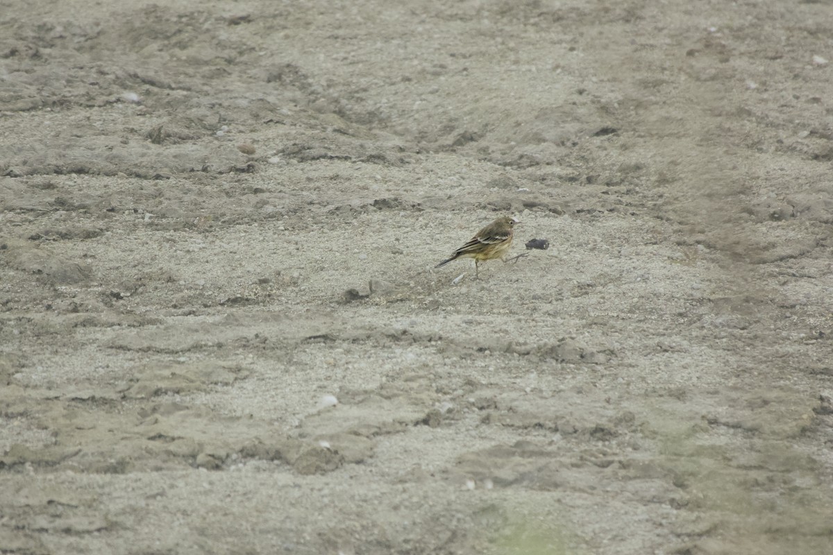 American Pipit - ML642946458