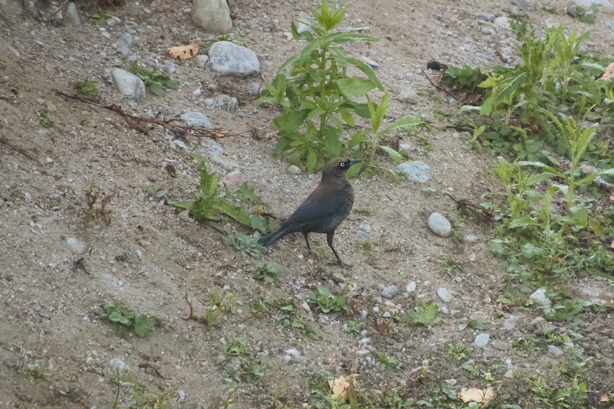 Rusty Blackbird - ML642946465
