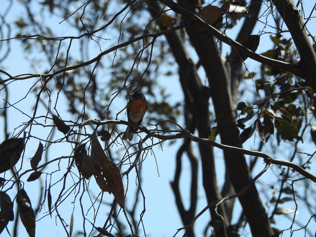 Flame Robin - ML642946509